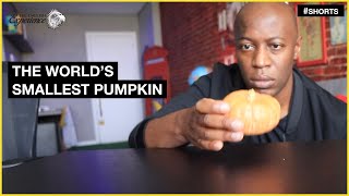 The world's SMALLEST pumpkin #shorts