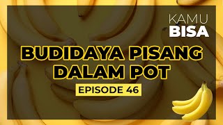 KAMU BISA "Budidaya Pisang Dalam Pot" - Episode 47