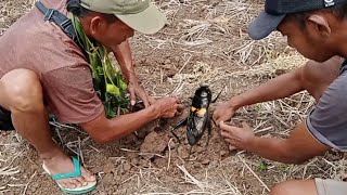 Mencari JANGKRIK di Bawah Gundukan Rumput Kering