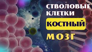 СТИМУЛЯЦИЯ ВЫРАБОТКИ СТВОЛОВЫХ КЛЕТОК🔆ИСЦЕЛЕНИЕ КОСТНОГО МОЗГА🔆ЛЕЧЕБНАЯ МУЗЫКА