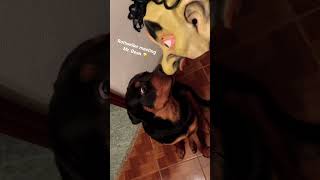 Rottweiler meeting Mr. Bean 😂🥰 #rottweiler #mrbean #funny