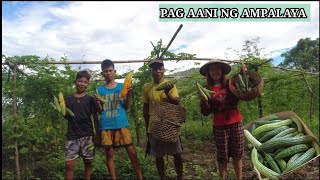 Nagharvest kami ng ampalaya sa bundok kaingin ni Lolo Panganay|Kabuhayan ng mga Katutubong Mangyan