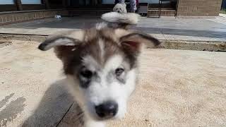 Hades Alaskan Malamute playing @amitissar