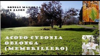 SEPARACIÓN ACODO AÉREO MEMBRILLERO COMÚN (CYDONIA OBLONGA)🍁☘️🌿🍁