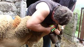 Pose d'un collier cévenol par Francis Couderc