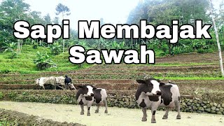 SAPI MEMBAJAK SAWAH || NGLUKU || NGGARU