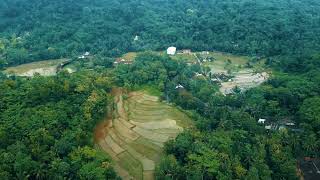 Suasana Sawah di pegununga Bukit Menoreh