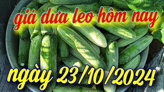 giá dưa leo hôm nay ngày 23/10/2024