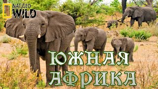 Дикая природа - Южной Африки. #Документальный фильм. National Geographic 12+