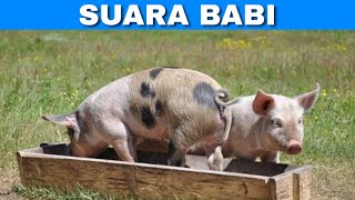 Efek Suara Babi | Pig Sound Effects