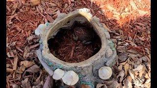 American Toad in Toad House