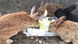 The rabbits began to fight over the vegetables.