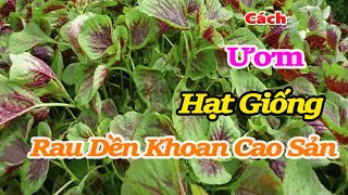 Cách ươm Hạt giống rau dền khoang cao sản - Bán sỉ hạt giống rau