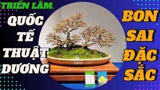 THƯƠNG THỨC CÁC TÁC PHẨM BONSAI ĐẮC SẮC TẠI TRIỂN LÃM QUỐC TẾ TẠI  THUẬT DƯƠNG GIANG TÔ TQ