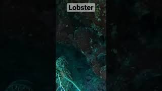 手掴み🦞伊勢海老🫳🏽