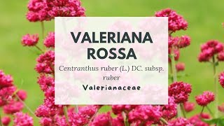 VALERIANA ROSSA IN MARZO - FOGLIE - RED VALERIAN