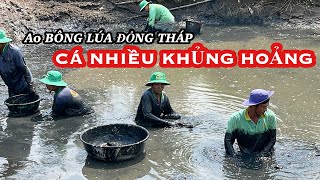 KẾT QUẢ HẾT HỒN AO CÁ BÔNG LÚA ĐỒNG THÁP • CÁ NHIỀU HƠN CẢ SỰ MONG ĐỢI • Fish