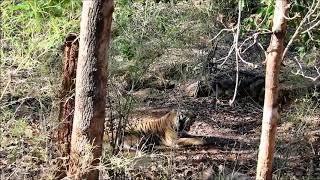 Bhim, Bandhavgarh's Largest Tiger on to his 'Pedicure'!