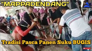 MAPPADENDANG | Tradisi Sambut Musim Panen Padi di Sidrap