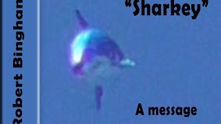 "Sharkey" The shark without a tail  A message from Robert Bingham