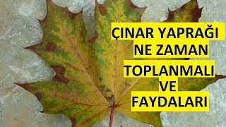 ÇINAR YAPRAĞI NE ZAMAN TOPLANMALIDIR FAYDALARI NELER ?