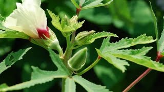 Quiabos plantados em sacos !!!