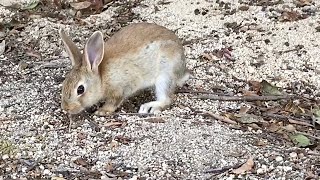 Baby rabbit running away in surprise