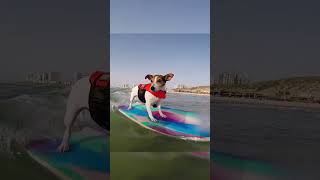 This DOG SURFS Better Than YOU! #shorts #dog #surfing