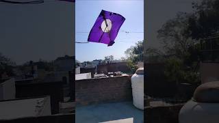 Kuda patang looti 😭।। #shorts #kiteflying #kitelooting #kite #patang #patangwala #loot