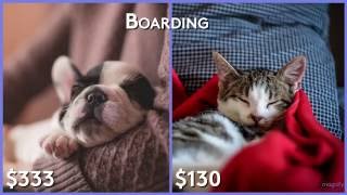 Cats v. Dogs — Which pet is more affordable?