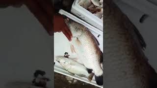 Hasil akhir mancing mania majingklak