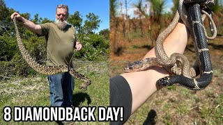 Georgia Giants! Finding Diamondbacks, Coachwhips, and Kingsnakes in the Wild!