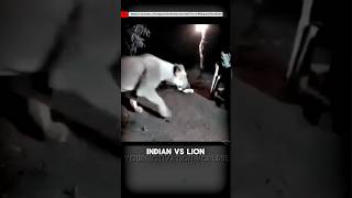 ~ Sigma Indians 🗿🗿Vs Lion #shorts #YTshorts #sigma #lion #motivation