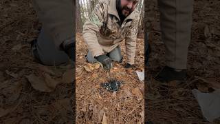 Setting a Foothole Trap #shorts #outdoors