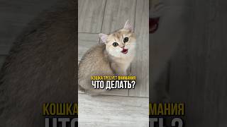 Что делать, если кошка постоянно требует внимания?🐱