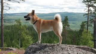 Hallefors Elkhound | Facts, History & Characteristics