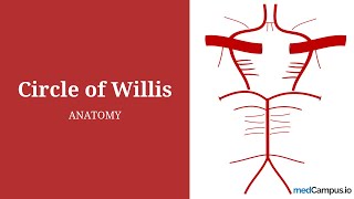 Circle of Willis | Blood Circulation of Brain | Berry Aneurysm