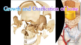 Growth and Ossification of bone/anatomy of bone/difference between compact and spongy bone