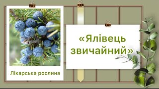 Лікарська рослина «Ялівець звичайний»