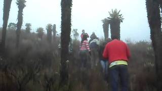 VIAJES EXCURSION AL NEVADO DEL RUIZ - SENDERO DE LOS FRAILEJONES