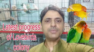 Albino Red eyes split lovebirds colony ki latest progress