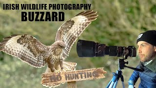 Bird Photography - Irish Wildlife (Buzzard & Jay)