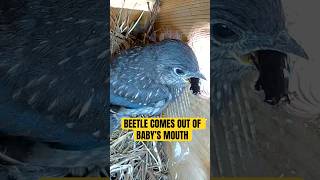 Subscribe to our channel to watch our birdhouse live! #birds #bluebird #birdslover #birdsounds