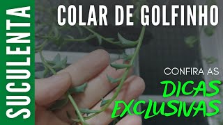 COLAR DE GOLFINHO | Dicas EXCLUSIVAS