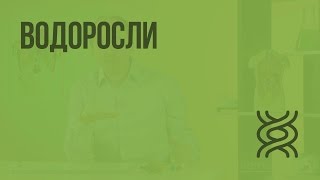 Водоросли. Видеоурок по биологии 5 класс