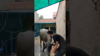 Tranding Viral Song Masti with my buffalo