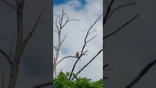 Red-Tailed Hawk calling out (New York)(Audio)(Medium Quality)