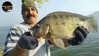 Catching Tilapia Fishes | Tilapia Fishing | Rohu Fishing | Float Fishing | Hook Fishing Techniques