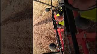 गेहूं की harvesting 🌾#sorts #viral #harvesting #shortvideo