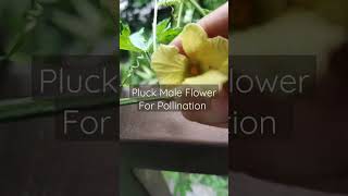 Bitter Gourd ( करेला ) : Hand Pollination for getting more bitter gourds